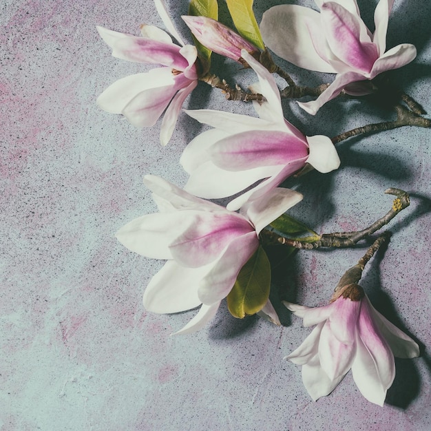 Beautiful pink magnolia flowers on branches with new leaves on blue texture background. Flat lay, copy space. Square image