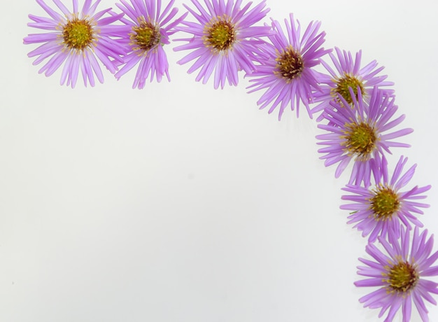 Beautiful pink myrapes are blooming on a white background