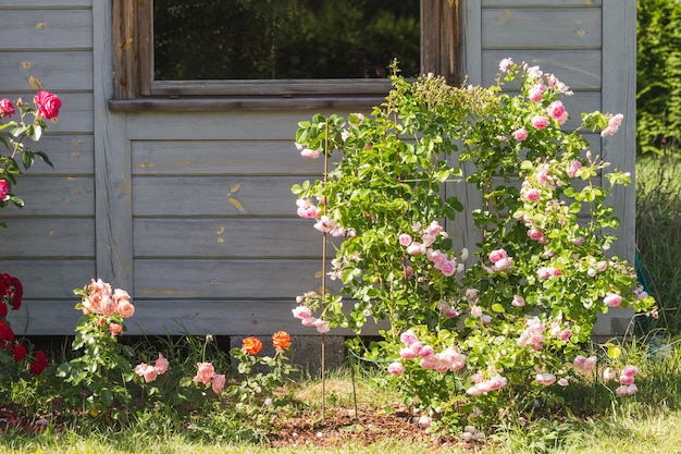 Beautiful pink nostalgic rose in a garden Pink blend LargeFlowered Climber Climbing pink rose Jasmina