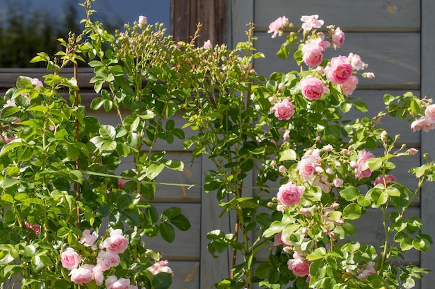 Beautiful pink nostalgic rose in a garden Pink blend LargeFlowered Climber Climbing pink rose Jasmina