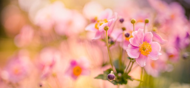 Beautiful pink orange flowers in forest park garden. Vintage nature outdoor autumn closeup