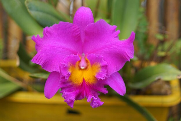 Beautiful pink orchid flower big flower