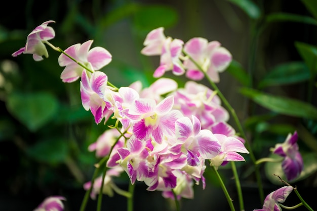 Beautiful pink orchid flower blooming in the garden.Closeup nature view of flower