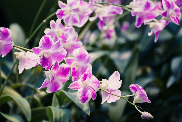 Beautiful pink orchid flower blooming in the garden