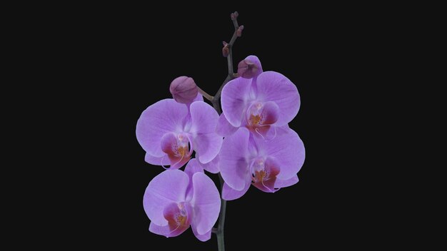 Beautiful pink orchid flowers with black background.