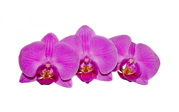 Beautiful pink orchid isolated