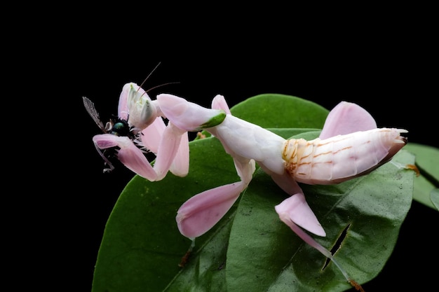 Beautiful Pink Orchid mantis eating insect on tree with isolated background