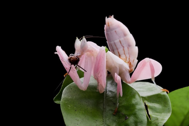 Beautiful Pink Orchid mantis on flower with isolated background