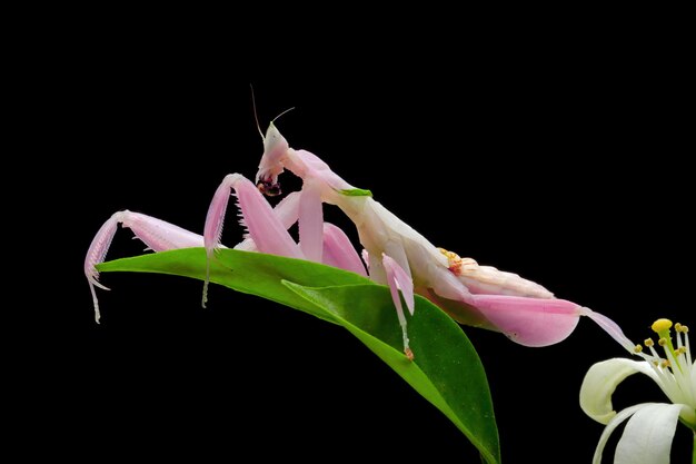 Photo beautiful pink orchid mantis on flower with isolated background