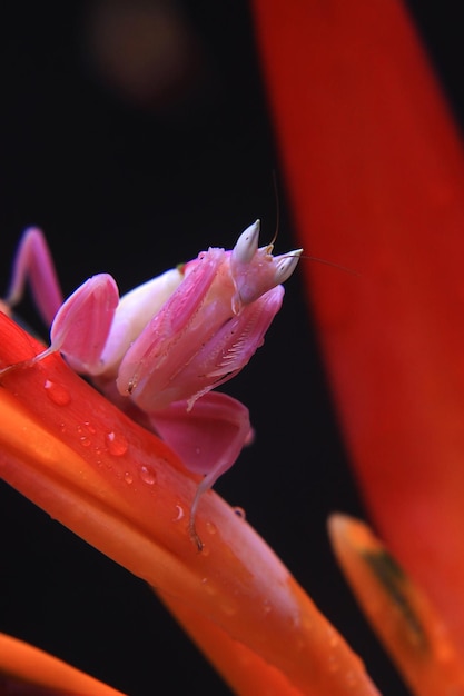 Beautiful pink orchid mantis macro photography