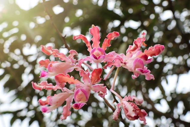 Beautiful pink orchids with branch soft focus with blurred green leaves background Nature concept