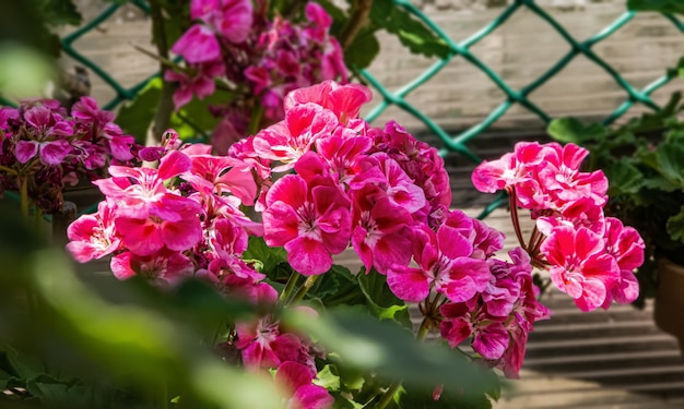 Beautiful pink Pelargonium flowers in a pot.