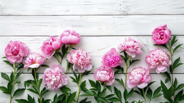 Photo beautiful pink peonies arranged on a white wooden background offering ample space for text in a topdown view forming a charming floral border