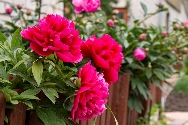 Beautiful pink peonies blooming in the flowerbed