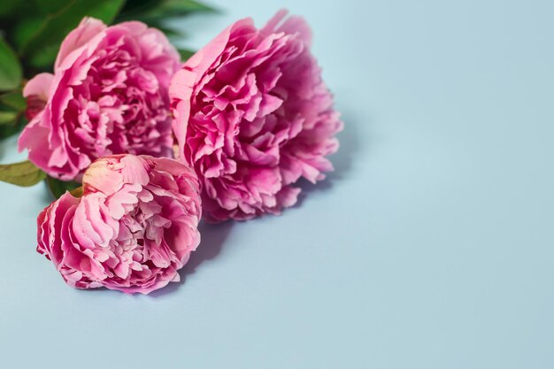 Photo beautiful pink peonies on a blue pastel background