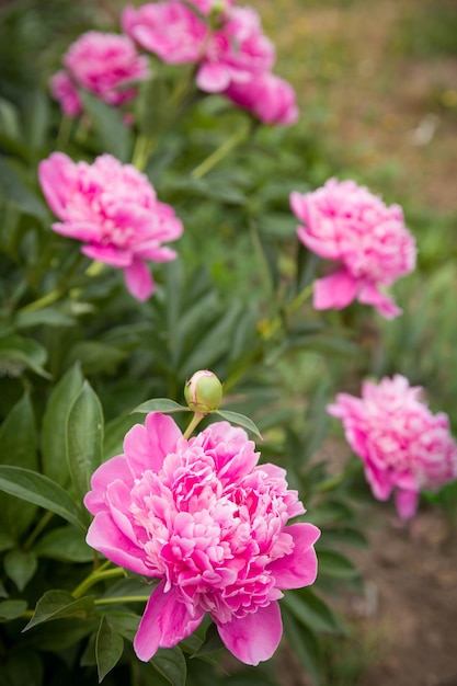 Beautiful pink peonies in the garden Flowerbed with blooming pink peonies Summer time background