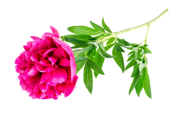 Beautiful pink peony flower isolated