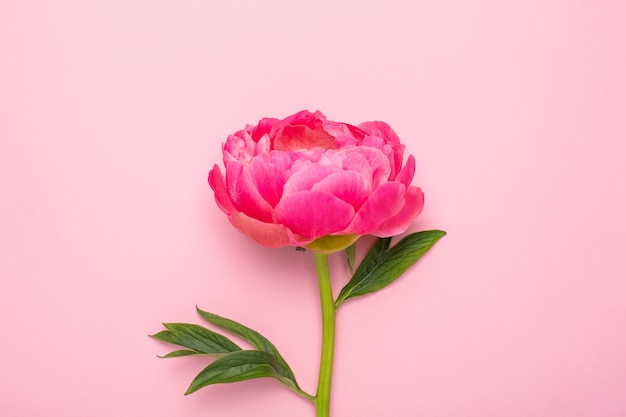 Beautiful pink peony flower on pastel pink