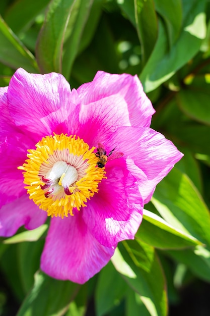 Beautiful pink peony flower with pollinator wasp Summer is blooming and fragrant