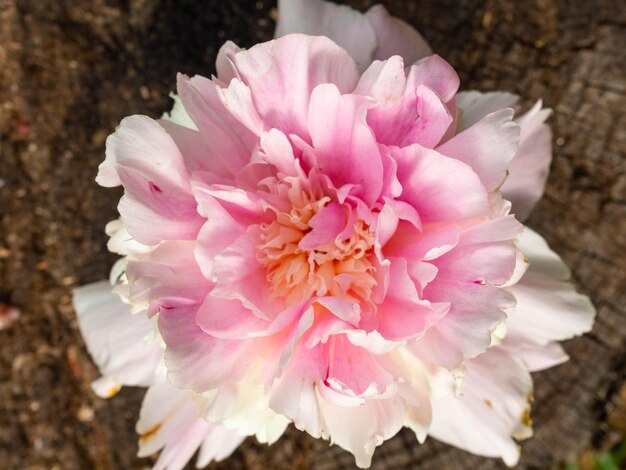 Beautiful pink peony flower on wooden background