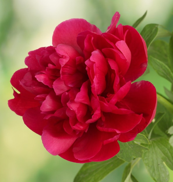 Beautiful pink peony on green background