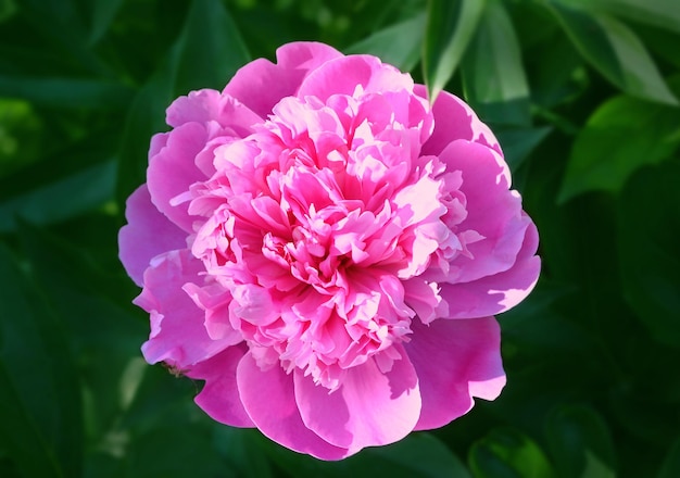 Beautiful pink peony on a green plant background