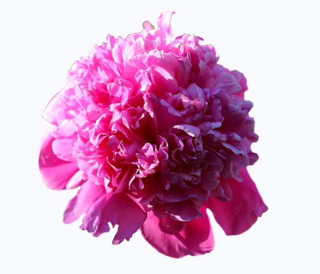 beautiful pink peony isolated on white background Intersection Pink Derby