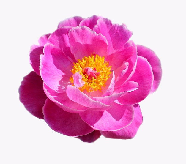 beautiful pink peony isolated on white background