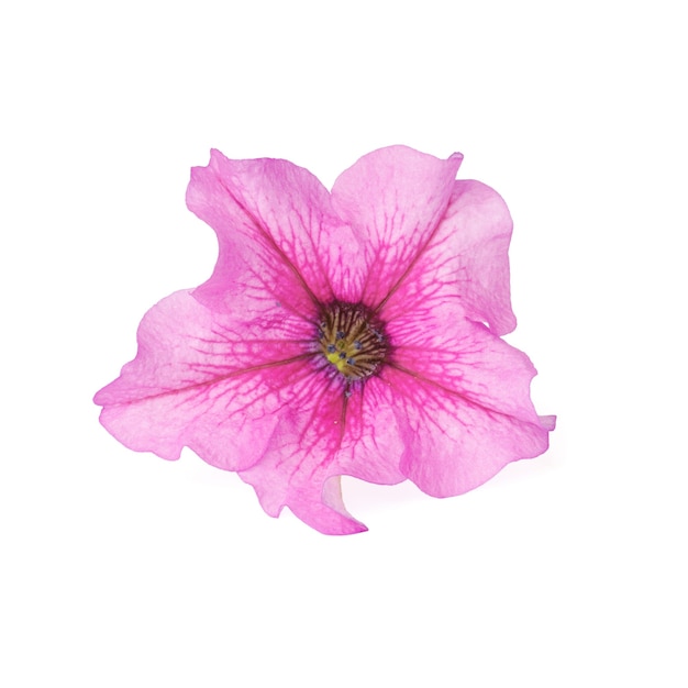 Beautiful pink petunia flower isolated on white background.