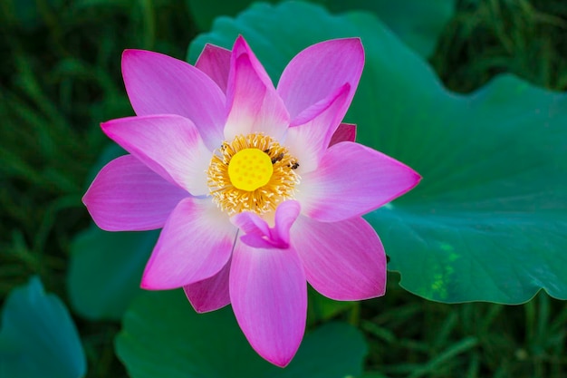 Beautiful pink pollen lotus flower insect bee flies with pollen in the lake