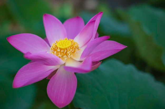 Beautiful pink pollen lotus flower insect bee flies with pollen in the lake