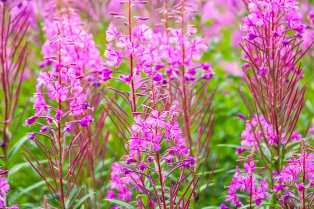 Beautiful pink purple blossoms of Chamaenerion angustifolium flowers or fireweed or willow herb