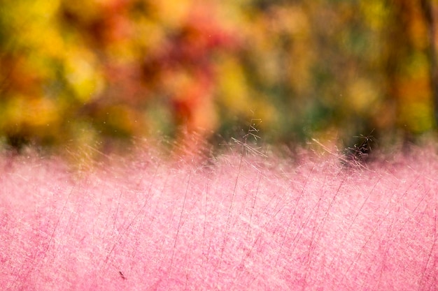 beautiful pink reeds