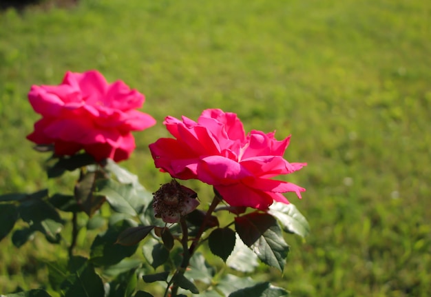 a beautiful pink rose on a blurry green garden background variety Gaujard