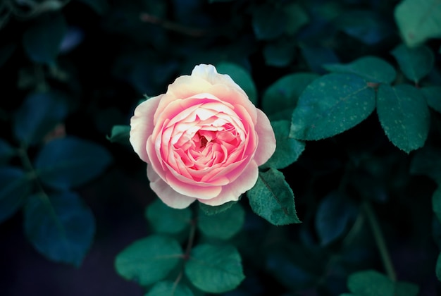 Beautiful pink rose close up in the garden, vintage toning