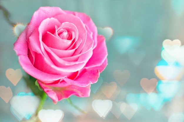 Beautiful pink rose closeup. Valentine's day concept