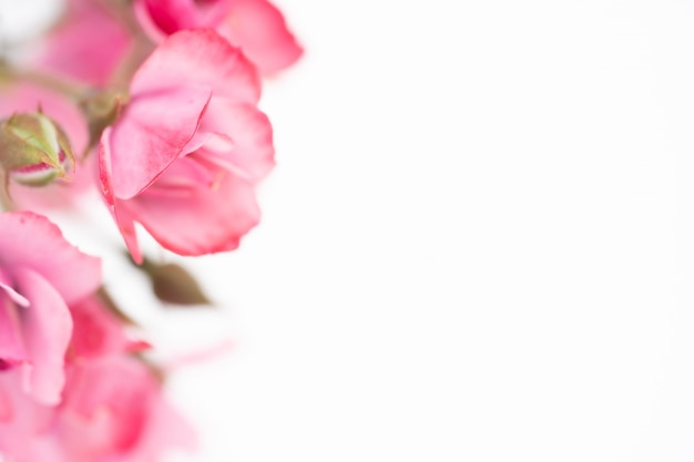 Beautiful pink rose flower, floral background