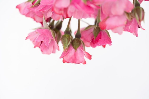 Beautiful pink rose flower, floral background