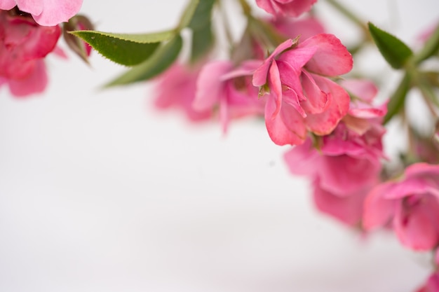 Beautiful pink rose flower, floral background