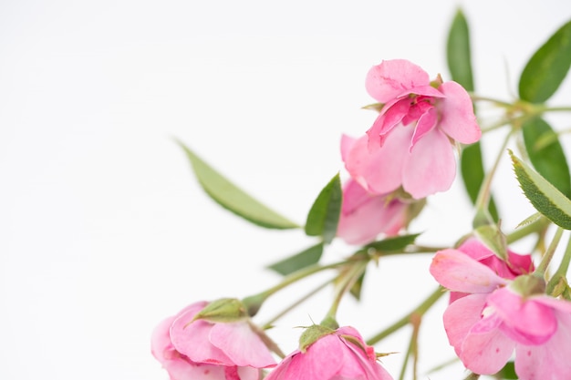 Beautiful pink rose flower, floral composition