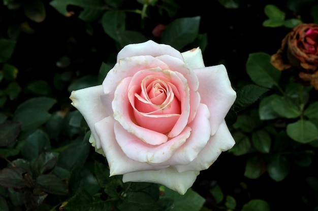 beautiful pink rose flower in the garden