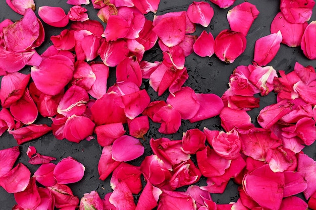 Beautiful pink rose flower petals on dark background