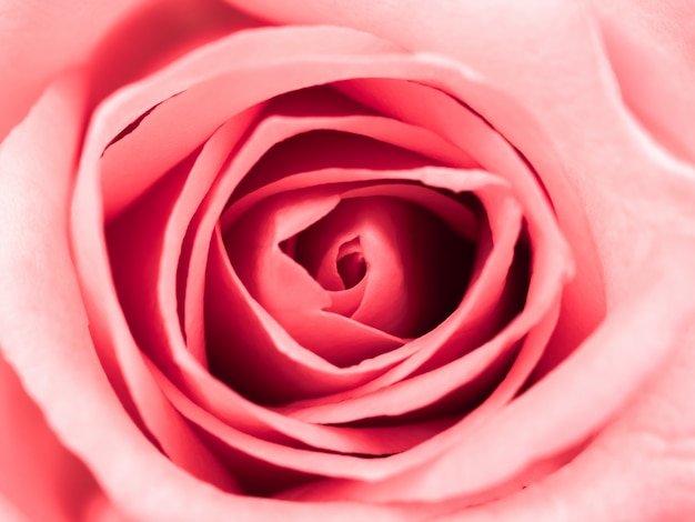 Beautiful pink rose flower