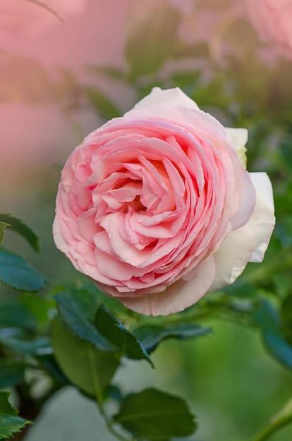 Beautiful pink rose in a garden Beautiful rose garden in spring Delicate pink rose in the garden Fresh organic flowers macro