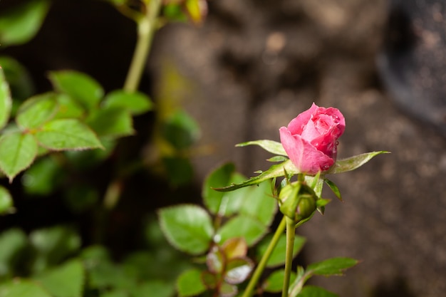 Beautiful pink rose in a garden