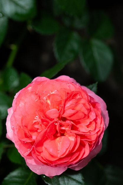 Beautiful pink rose in a garden