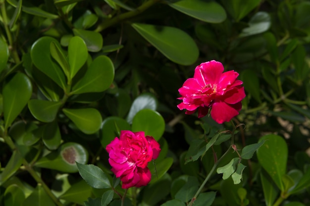 Beautiful pink rose in a garden