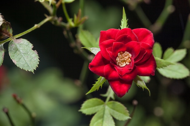 Beautiful pink rose in a garden