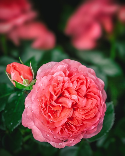 Beautiful pink rose in a garden