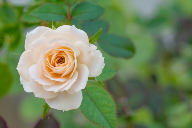 Beautiful pink rose in a garden